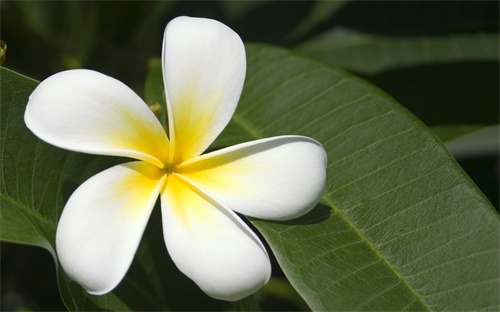 绿宝石植物花期多久，绿宝石海棠一年开几次花好看吗